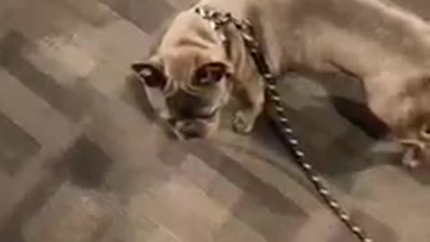 My Dog vs Other Dogs Funny Dogs 2022