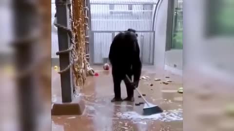 Ape imitating humans
