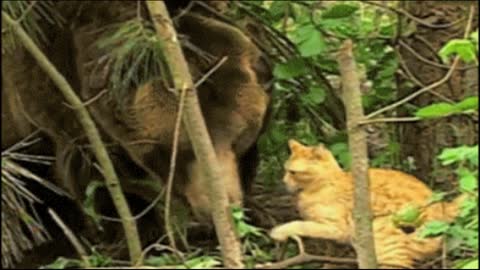 Gif video of cat and bear encounter