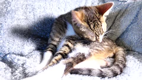 Cute Kitten Grooms Himself