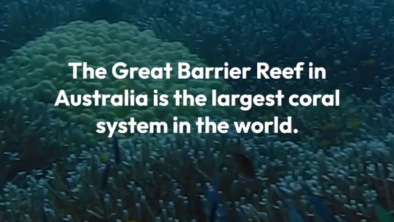 The largest coral network on Earth