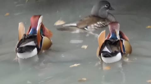 Mandarin ducks