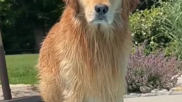 The dog is still willing to believe that love is a happy thing