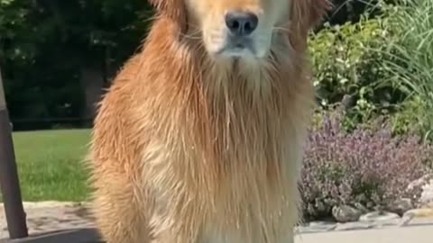 The dog is still willing to believe that love is a happy thing