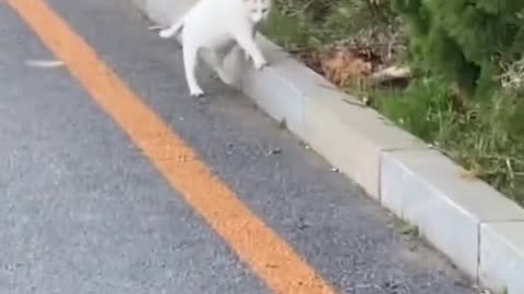 Funny Cat Video lol