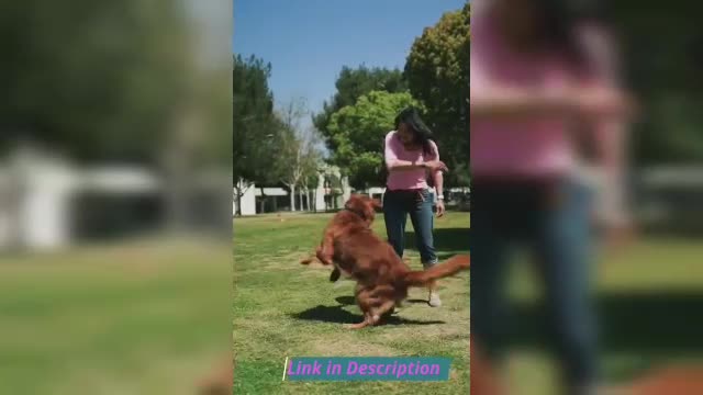 Super Dog training Videos and Funny Dog Short