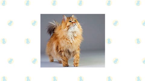 WHO'S MORE GENTLE SIBERIAN CAT OR RAGAMUFFIN CAT