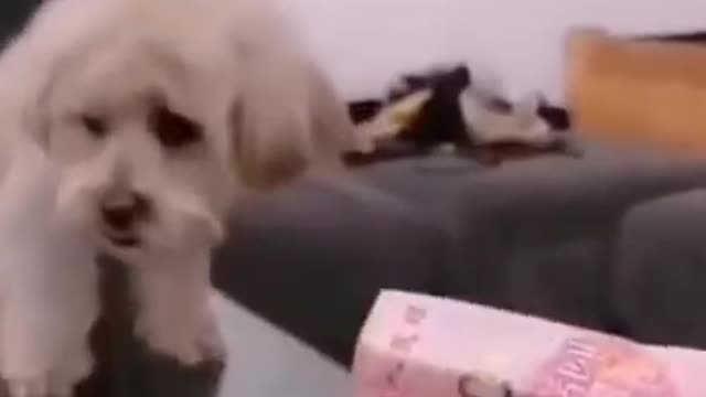 cute little dog makes you laugh!