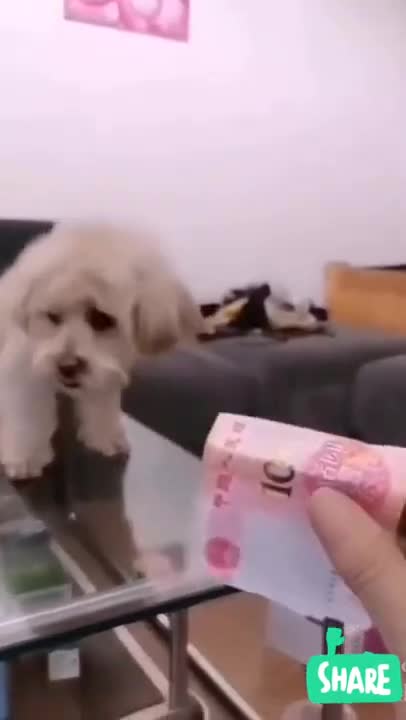 cute little dog makes you laugh!