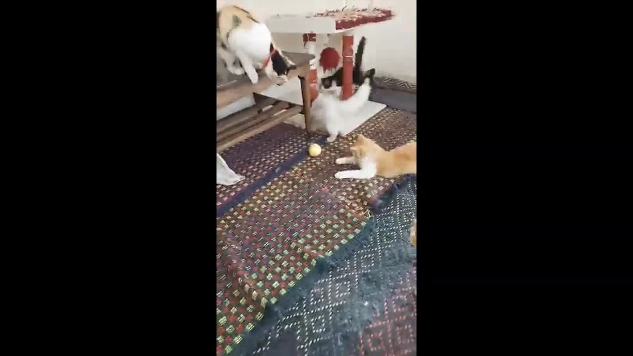 cute cats video | cute kittens video .