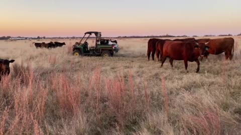 Barzona cows and babies