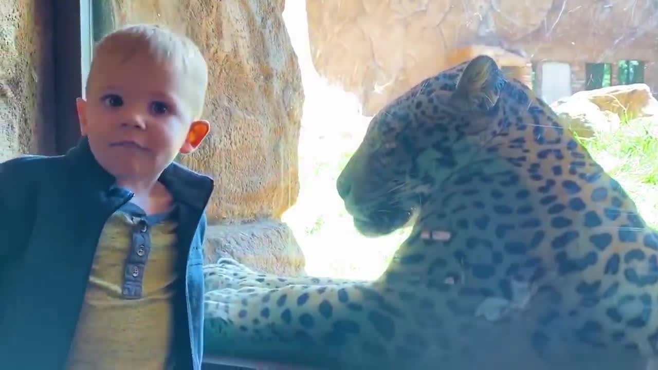 Try Not To Laugh - Funniest Baby vs Animal at the Zoo