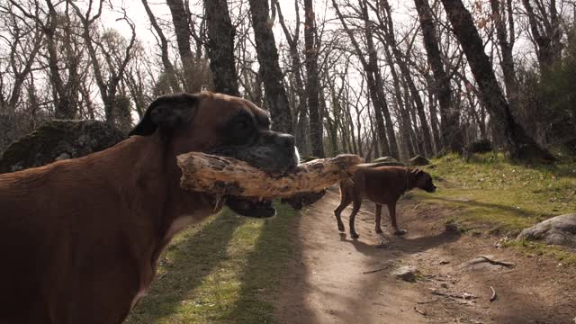 boxer dog in the jungle