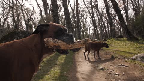 boxer dog in the jungle