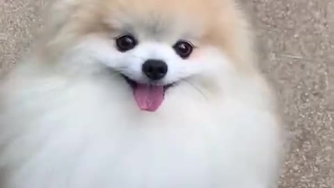 Cute dogs video