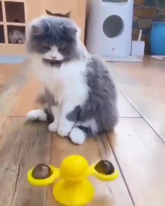 Cat been Hypnotized