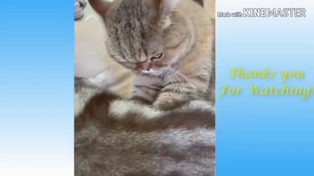 ANIMALS BEING HILARIOUS!!!!!!!