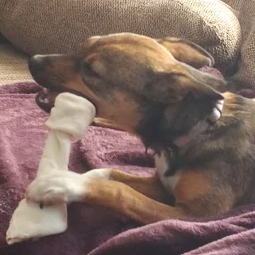 Marvel puppy doesn't like small rawhides