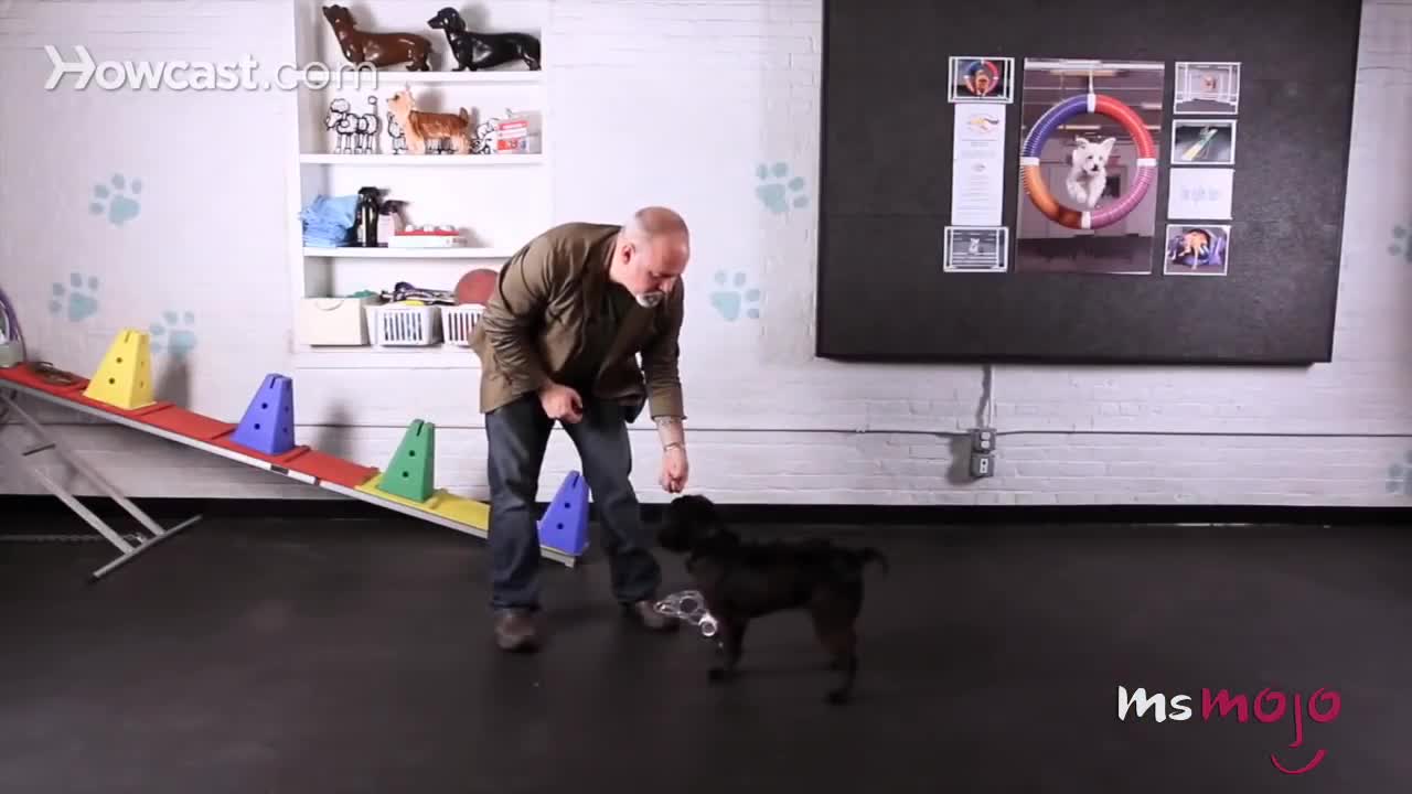 Top 10 Cool Tricks To Teach Your Dog