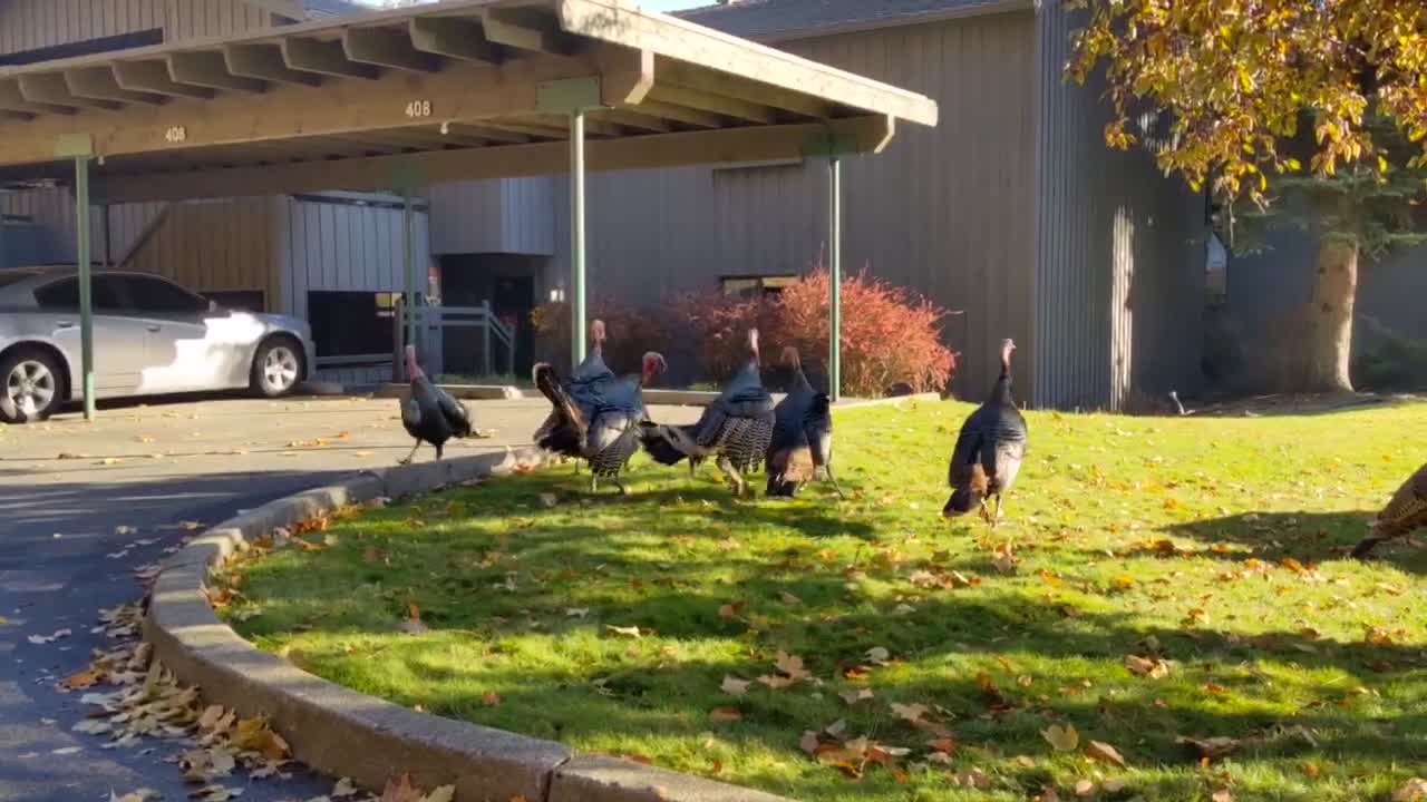 Turkey brawl