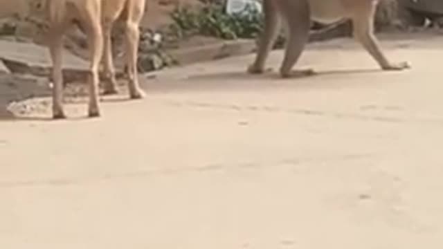 Monkey funny action | dog and monkey funny video