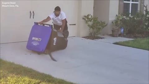 How Florida handles gators...NOT!