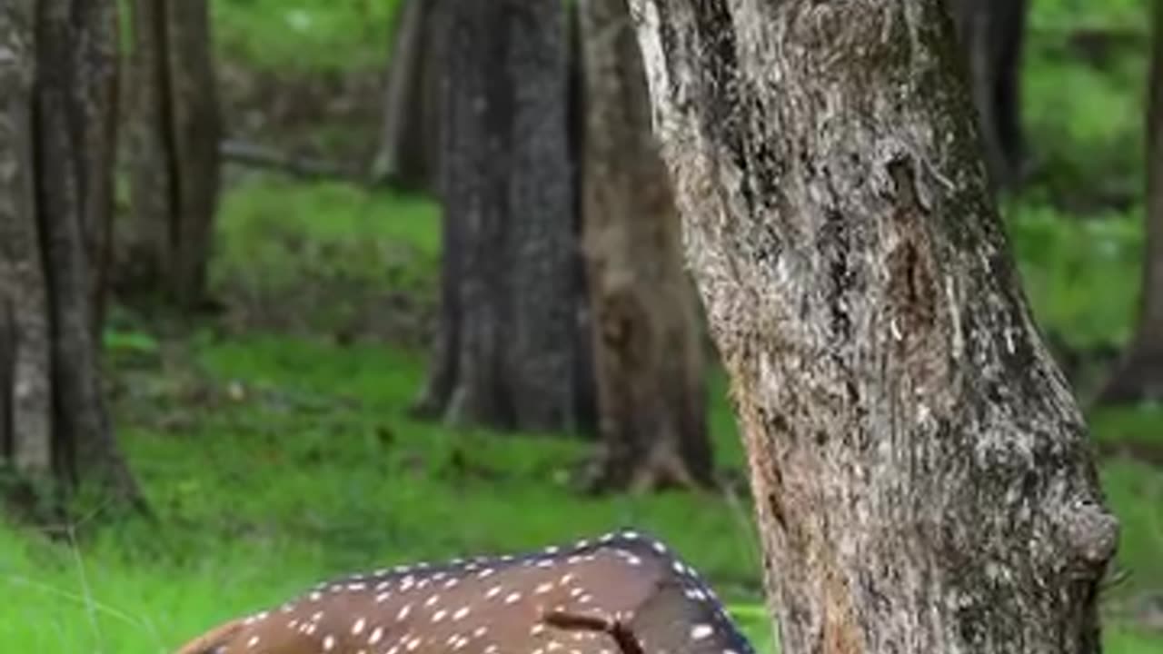 Rub Lines, Spotted deer or Chital