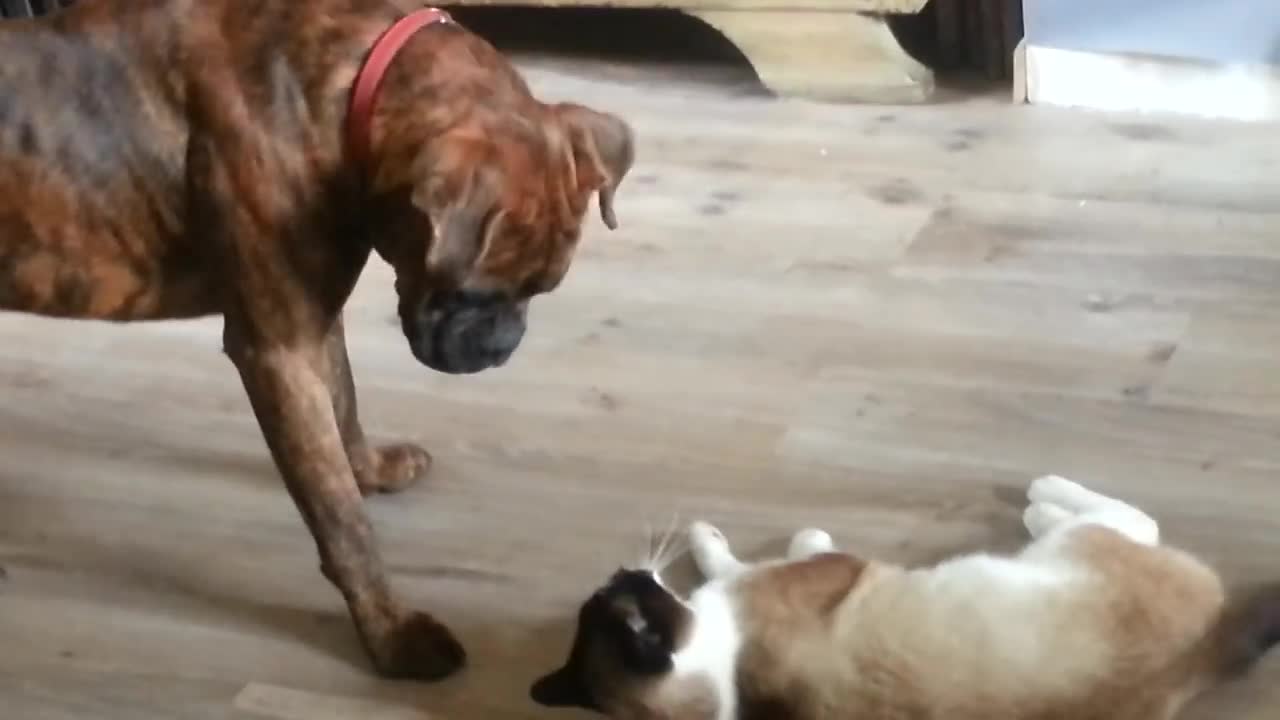 Chien et chat.Bagarre à la vie, à la mort