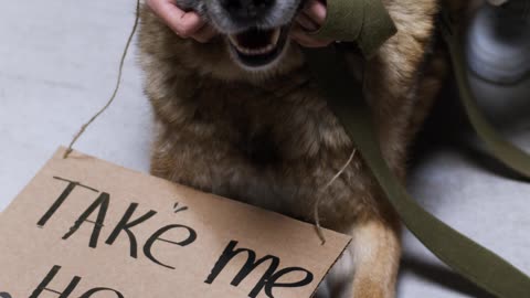 Take me home dog shelter