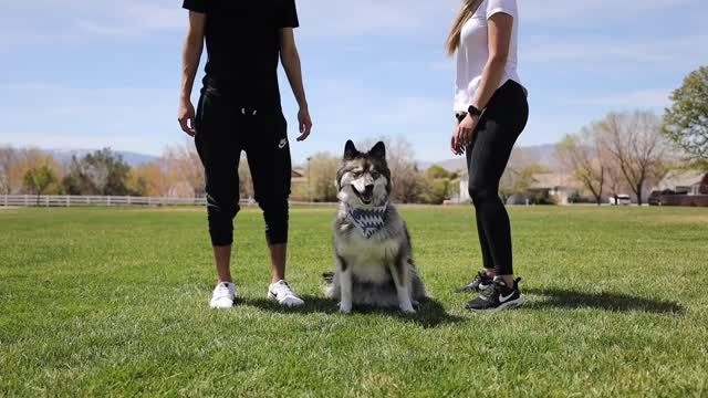 Trying Funny TikTok Trends On My Huskies!