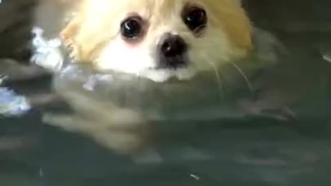 Cute Pomeranian Goes For a Swim