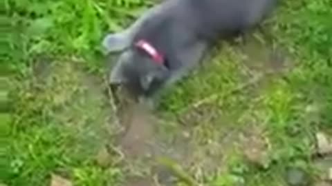 Una gata que no es normal