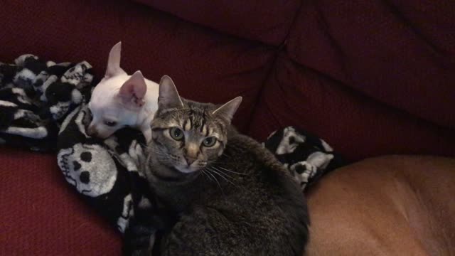 Pets Sleeping on the Couch