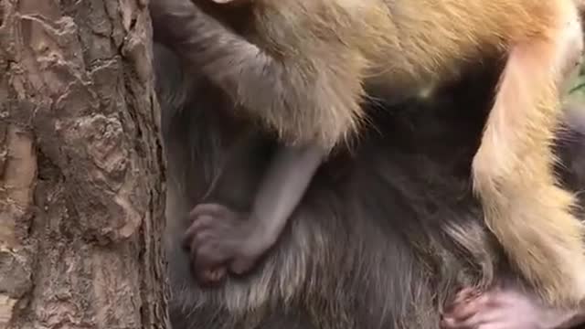 Cute little baby monkey riding on his mother's back