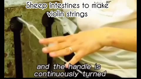 Sheep intestines being made into violin strings