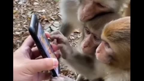 Monkey funny videos