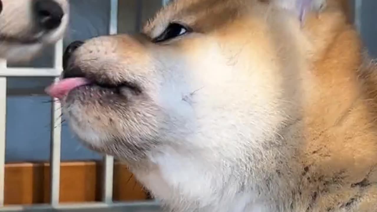 Xiao Hei: I am the extra one! #ShibaInuBaby#豆Chai#小奶狗#Shiba Inu