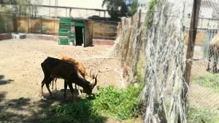 African Deers Adore Morning Grass