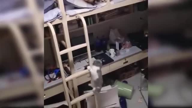 What about the cat that is acting so much