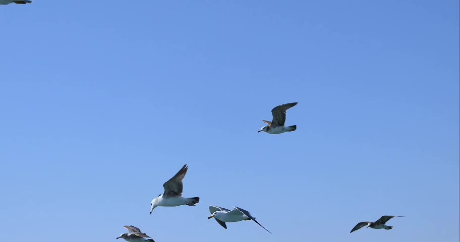 Seagulls symbolize peace