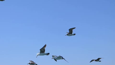 Seagulls symbolize peace