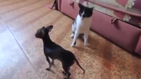 Funny dog and cat video