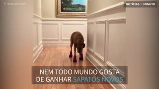 Este cão parece não gostar dos sapatos novos