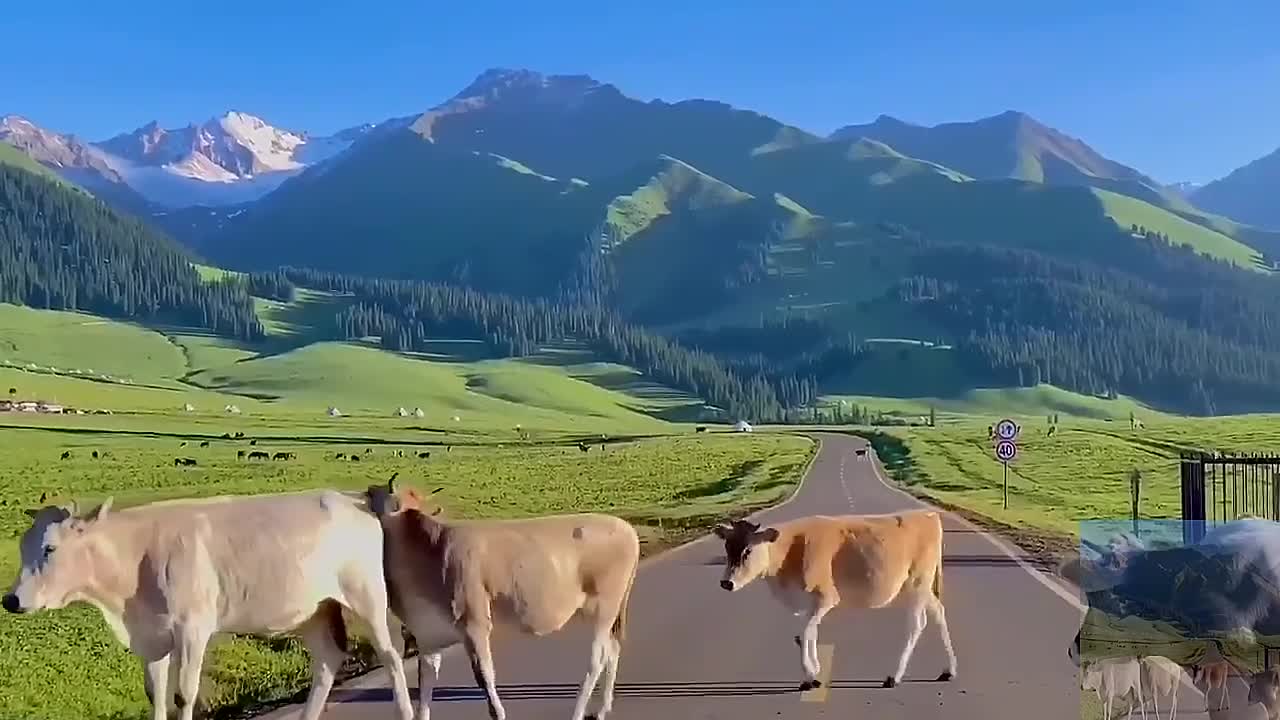 The animal is on the highway