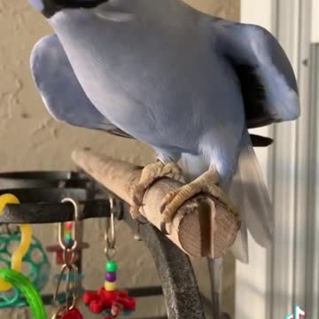 Beautiful ring neck talking and singing beautiful!