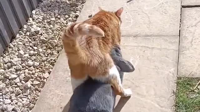 Wow a rabbit 🐇 being friends with a cat by force