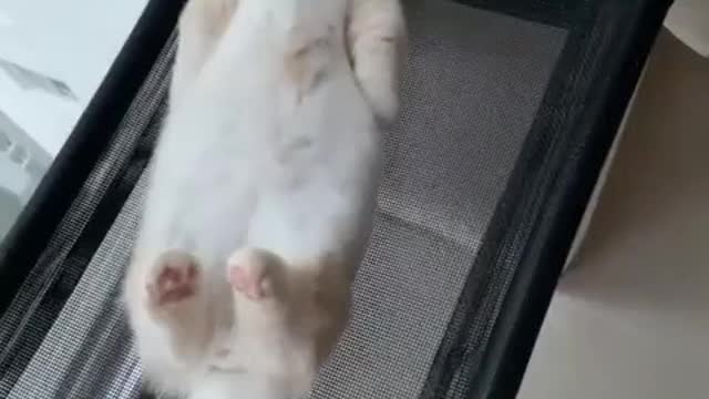 my cat sleeping like humain