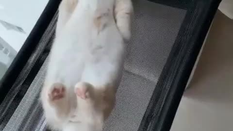 my cat sleeping like humain
