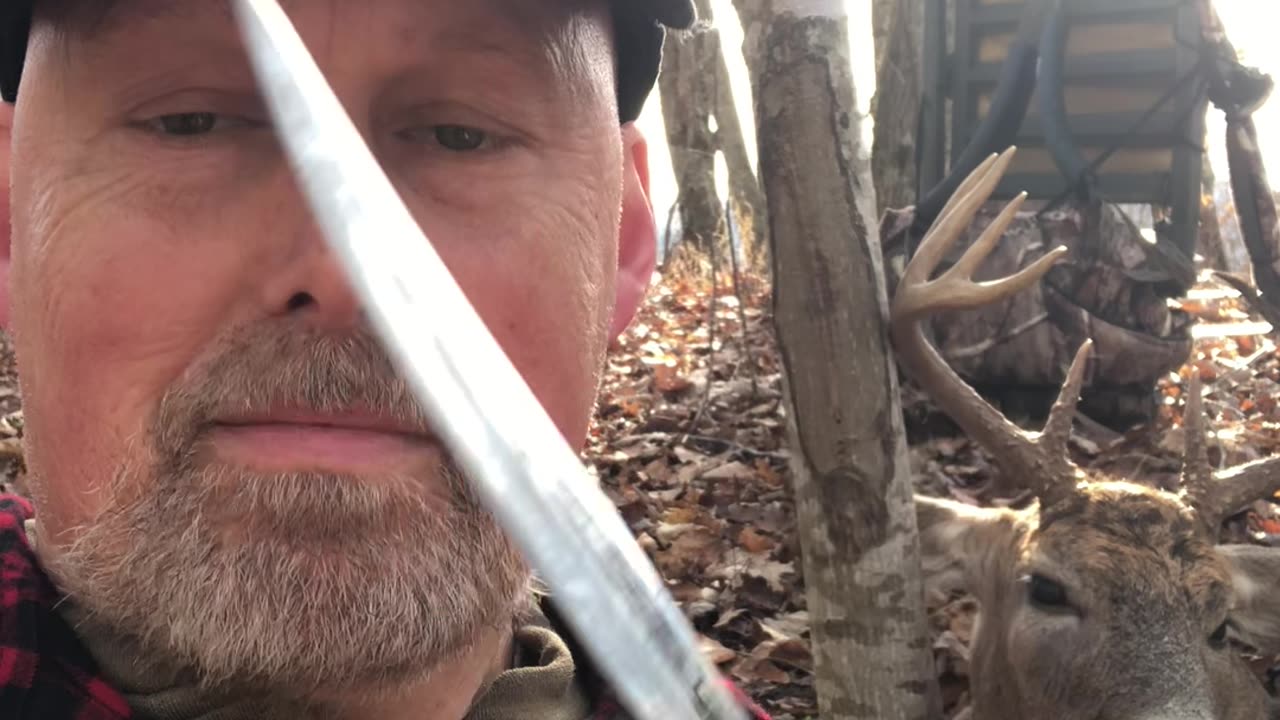 9 Pt Buck! No Field Dressing! #shortvideo #subscribe #archery #deer #fall #nature #hunting #shorts