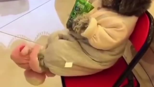 Beautiful dogs🌞😍😍😍😍